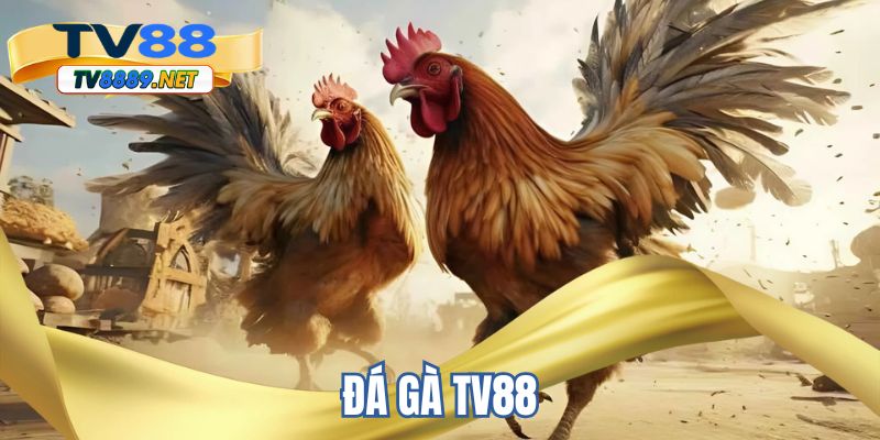 Đá gà TV88